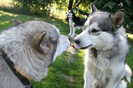 Delikatna, przyjazna Agatka, suczka alaskan malamu
