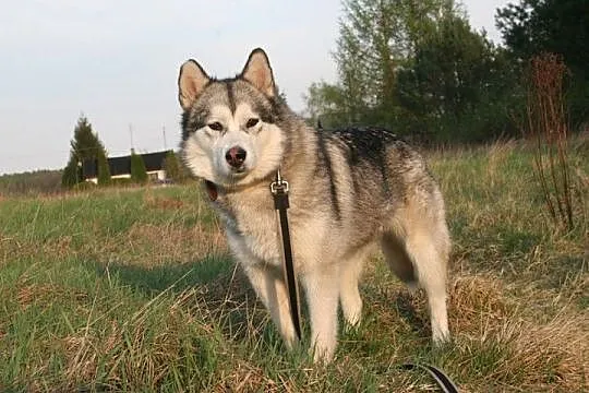 Delikatna, przyjazna Agatka, suczka alaskan malamu