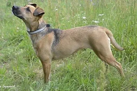Dunia - samotne serce czeka na Ciebie ...,  pomors