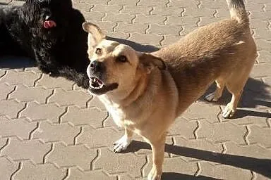 Alakala - sunia w typie owczarka do adopcji ;),  m