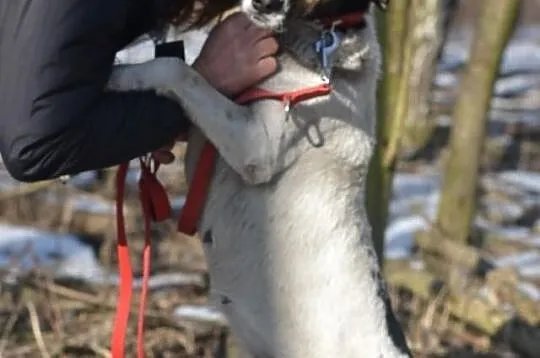 Pokochaj i przygarnij Bajaderkę