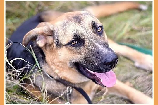 1 rok, 38 kg,w typie owczarka, przyjazny pies KASO_Adopcja