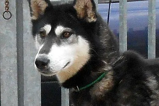 DASTY- młoda, towarzyska suczka husky do adopcji,  świętokrzyskie Kielce