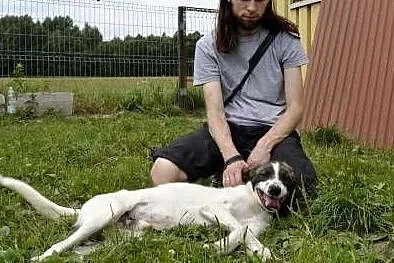 Szczękuś - piękny wesolutki psiak do adopcji! Lubi kociaki i jazdę samochodem! IDEAŁ!,  małopolskie Kraków