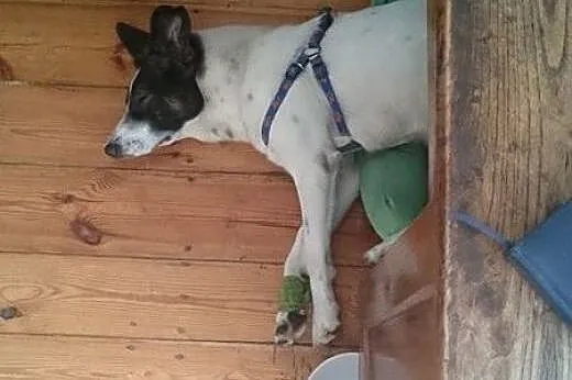 Szczękuś - piękny wesolutki psiak do adopcji! Lubi