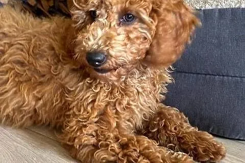 Samiec labradoodle mini f2 apricot