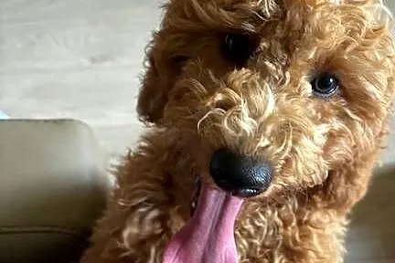 Samiec labradoodle mini f2 apricot, Zachodniopomorskie, Gryfice