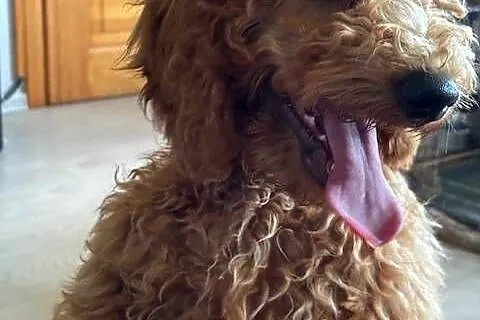 Samiec labradoodle mini f2 apricot, Zachodniopomorskie, Gryfice
