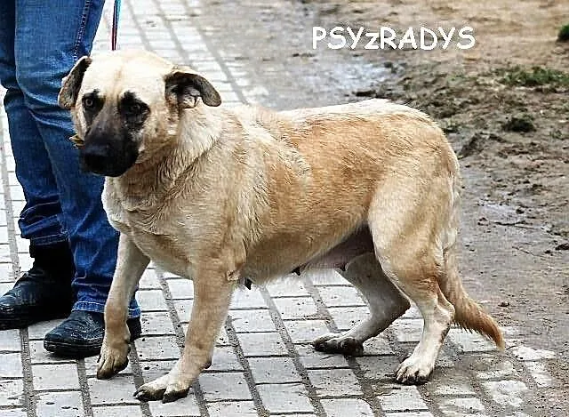 Matylda - do adopcji