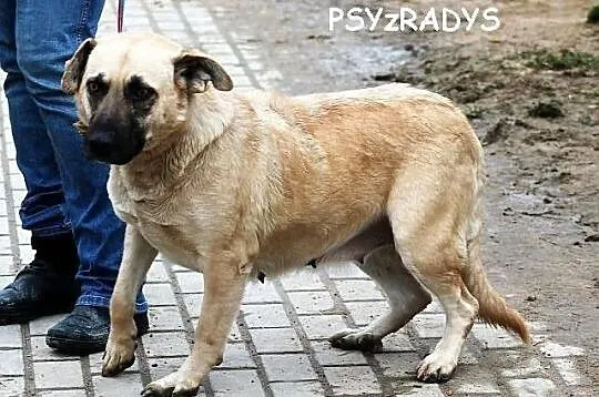 Matylda - do adopcji