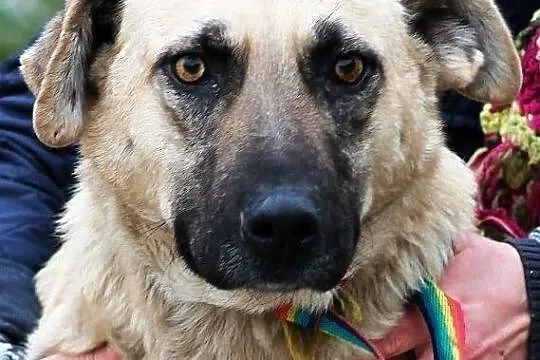 Matylda - do adopcji