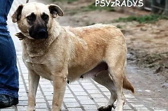 Matylda - do adopcji