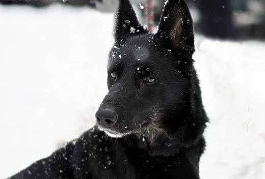 MOLLY - czeka na Ciebie, śląskie Sosnowiec