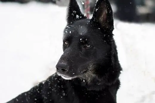 MOLLY - czeka na Ciebie,  śląskie Sosnowiec