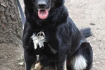 MOLLY - czeka na Ciebie,  śląskie Sosnowiec