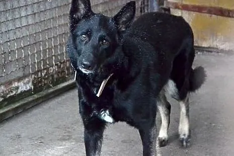 MOLLY - czeka na Ciebie,  śląskie Sosnowiec