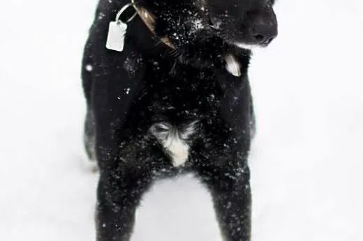MOLLY - czeka na Ciebie,  śląskie Sosnowiec
