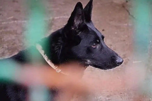 MOLLY - czeka na Ciebie,  śląskie Sosnowiec