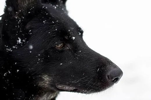 MOLLY - czeka na Ciebie,  śląskie Sosnowiec