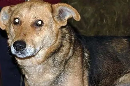 Charlie – czeka na dom i przyjaciela    