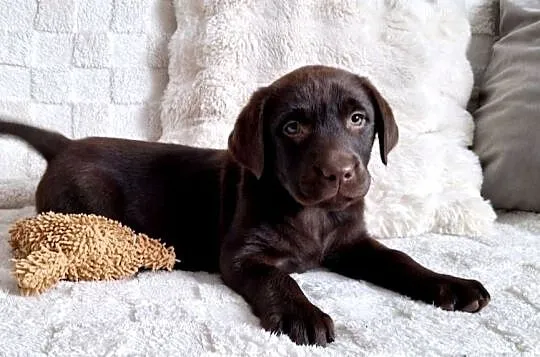 Labrador Retriever, Wielkopolskie, Gostyń