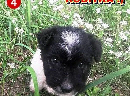 Szczeniaczki szukają domków!!, mazowieckie Warsza