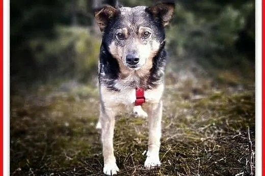 Łagodny,towarzyski pies KUBA szuka domu.Szczepiony, Warszawa