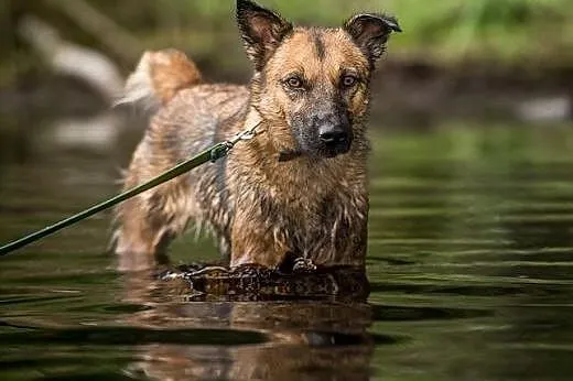 Amber- grzeczna idealnie, kochająca realnie!,  maz