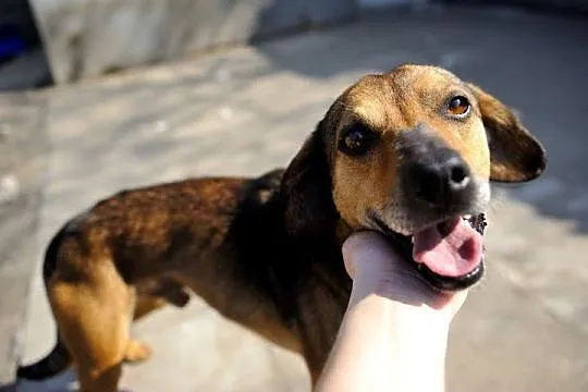 Cleo mały, energiczny, wesoły psiak ADOPCJA