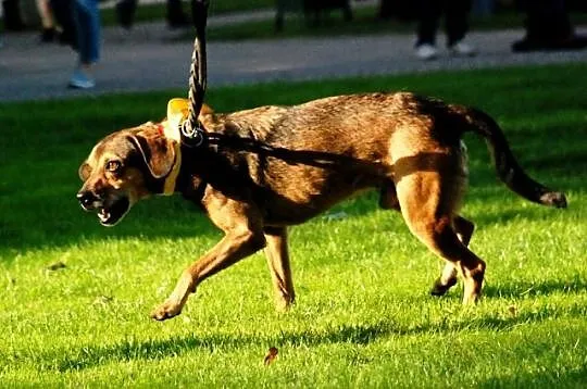 Cleo mały, energiczny, wesoły psiak ADOPCJA