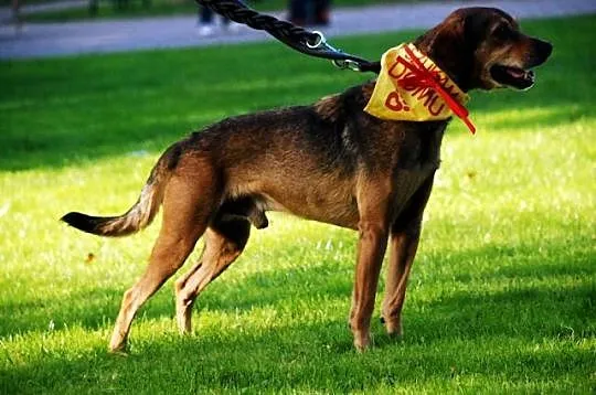 Cleo mały, energiczny, wesoły psiak ADOPCJA