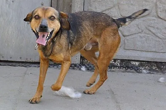 Cleo mały, energiczny, wesoły psiak ADOPCJA
