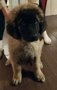 Leonberger szczeniaki - miot D polsko - holenderski
