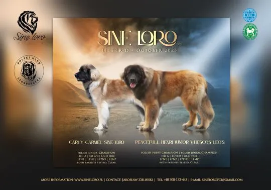 Leonberger szczeniaki - miot D polsko - holenderski, , Chociszew
