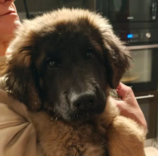 Leonberger szczeniaki - miot D polsko - holenderski, , Chociszew