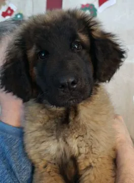Leonberger szczeniaki - miot D polsko - holenderski, , Chociszew