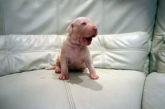 Dog argentyński dogo argentino