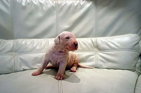 Dog argentyński dogo argentino