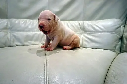 Dog argentyński dogo argentino