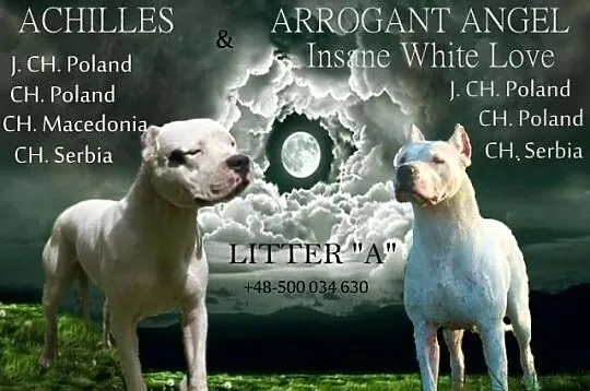 Dog argentyński dogo argentino