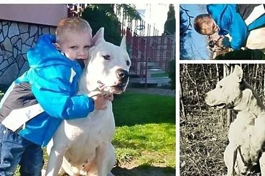 Dog argentyński dogo argentino
