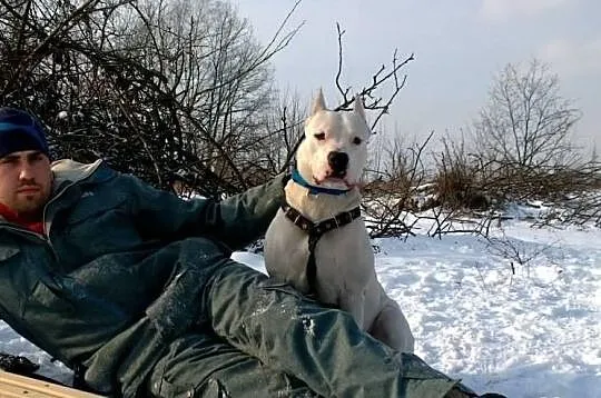 Dog argentyński dogo argentino
