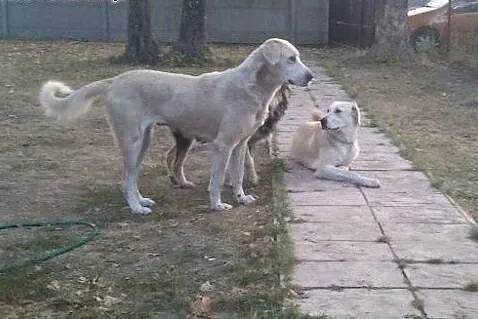 Dwie zbłąkane labradorki szukają domu,  łódzkie Łódź