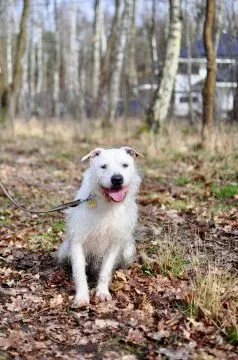 Nero - nieduży, wesoły terierek mix  Nero trafił do schroniska w 2019 r. po śmierci swojego opiekuna