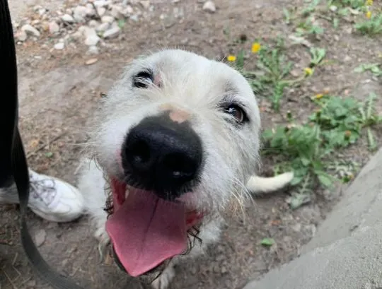 Nero - nieduży, wesoły terierek mix  Nero trafił do schroniska w 2019 r. po śmierci swojego opiekuna, , Warszawa