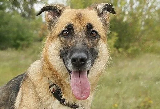 Flora :) suczka, adopcja, lubuskie Gorzów Wielkop