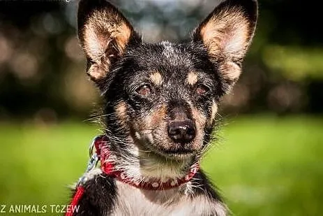 OTOZ Animals - Blanka - kochana, spokojna mikro sunia szuka domu!,  pomorskie Tczew