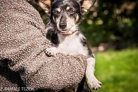 OTOZ Animals - Blanka - kochana, spokojna mikro su