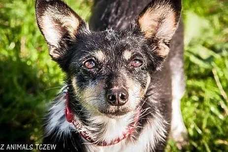 OTOZ Animals - Blanka - kochana, spokojna mikro su