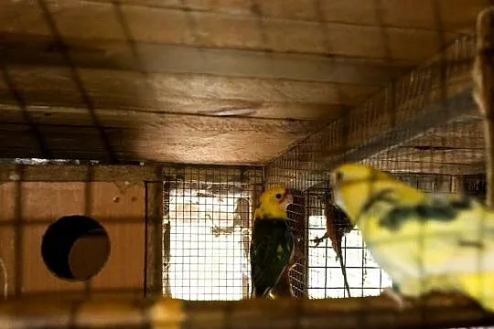 Rozella Królewska Szek Para, Podkarpackie, Chmielnik